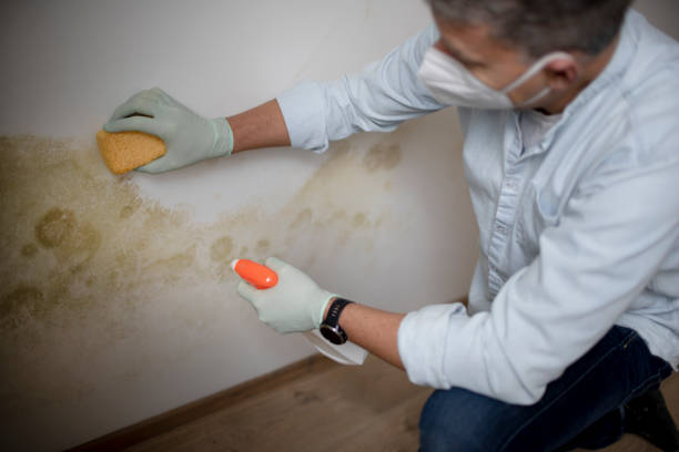 Best Insurance-Related Mold Remediation in Rialto, CA