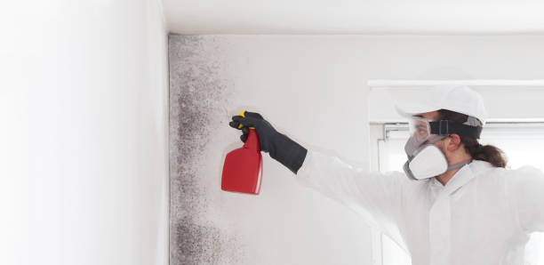 Rialto, CA Mold Remediation Company