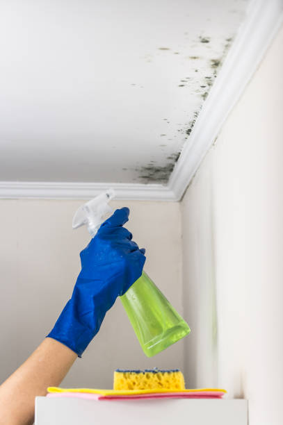 Best Mold Testing and Inspection Services in Rialto, CA